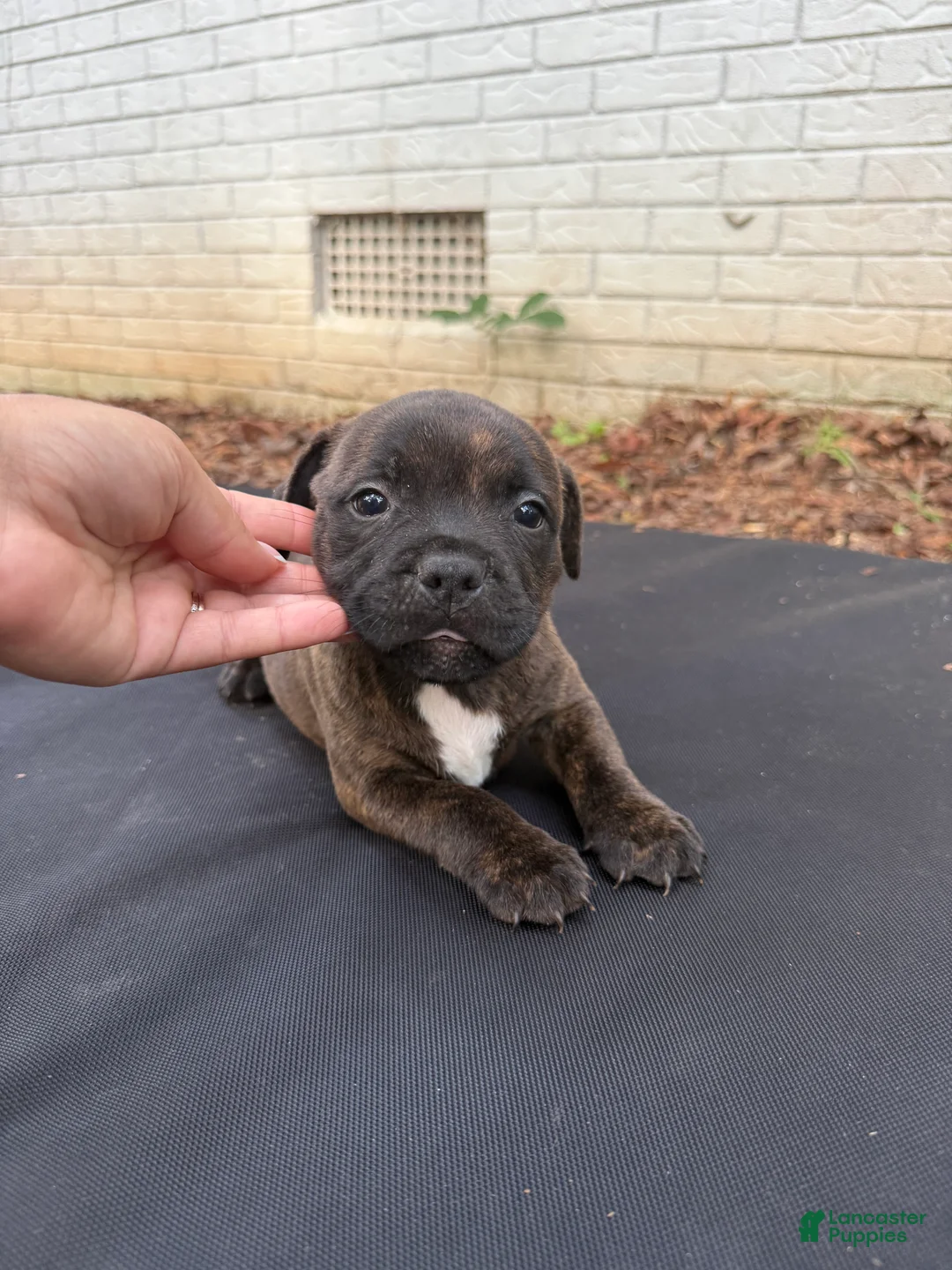 Staffordshire Bull Terrier dogs for sale: Staffordshire Bull Terrier 2 - Ad 1