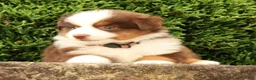 Miniature Australian Shepherd dogs for sale: Finley - Ad 7