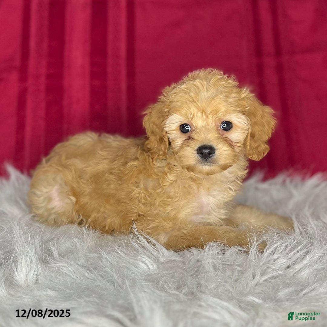 Cavapoochon dogs for sale: Shirley - Ad 3
