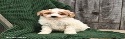 Mini Goldendoodle dogs for sale: Tanner - Ad 2