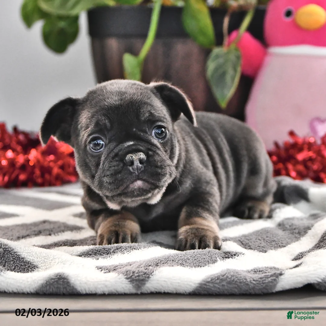 French Bulldog dogs for sale: Fluffy - Ad 1