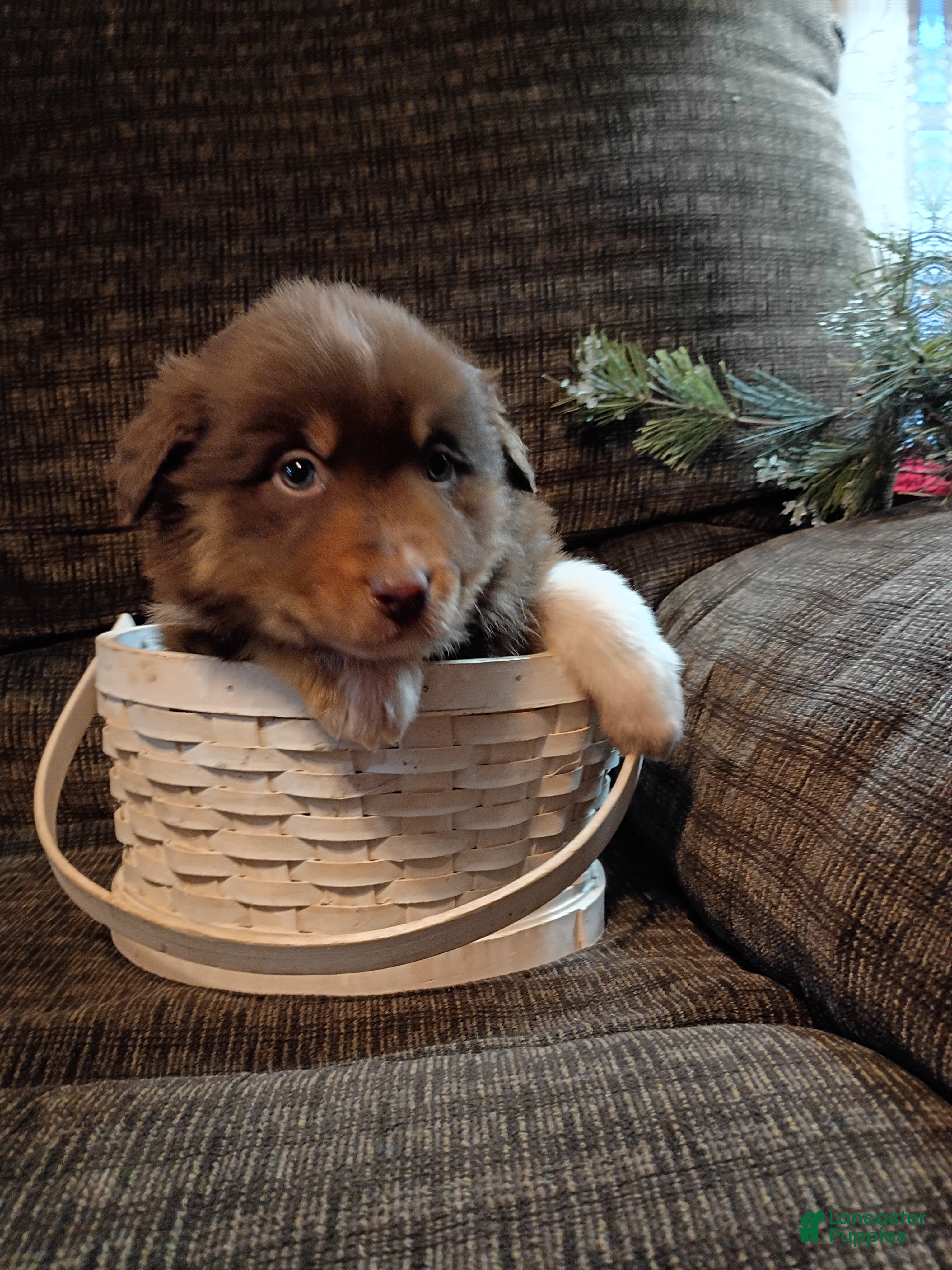 Australian Shepherd dogs Maverick - Ad 17