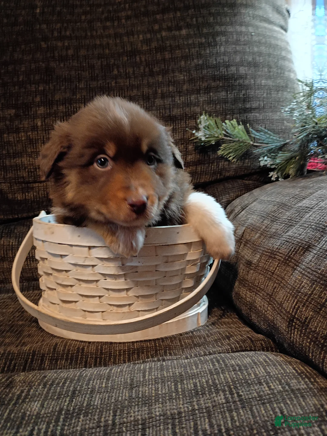 Australian Shepherd dogs for sale: Maverick - Ad 1