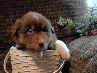 Australian Shepherd dogs Maverick - Ad 17