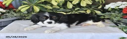 Cavalier King Charles Spaniel dogs for sale: Rover - Ad 4