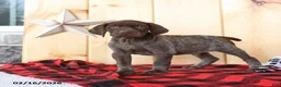 German Shorthaired Pointer dogs for sale: Blake - Ad 4