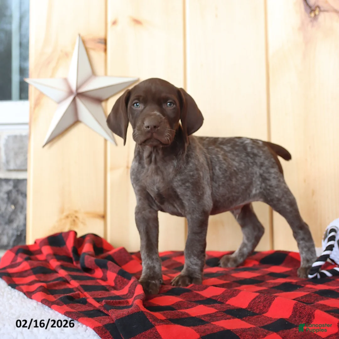German Shorthaired Pointer dogs for sale: Blake - Ad 4