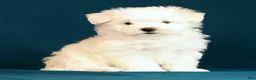 Maltese dogs for sale: Lily - Ad 3