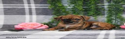 Mixed Breed dogs for sale: George - Ad 3