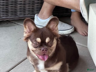 French Bulldog dogs - Ad 7