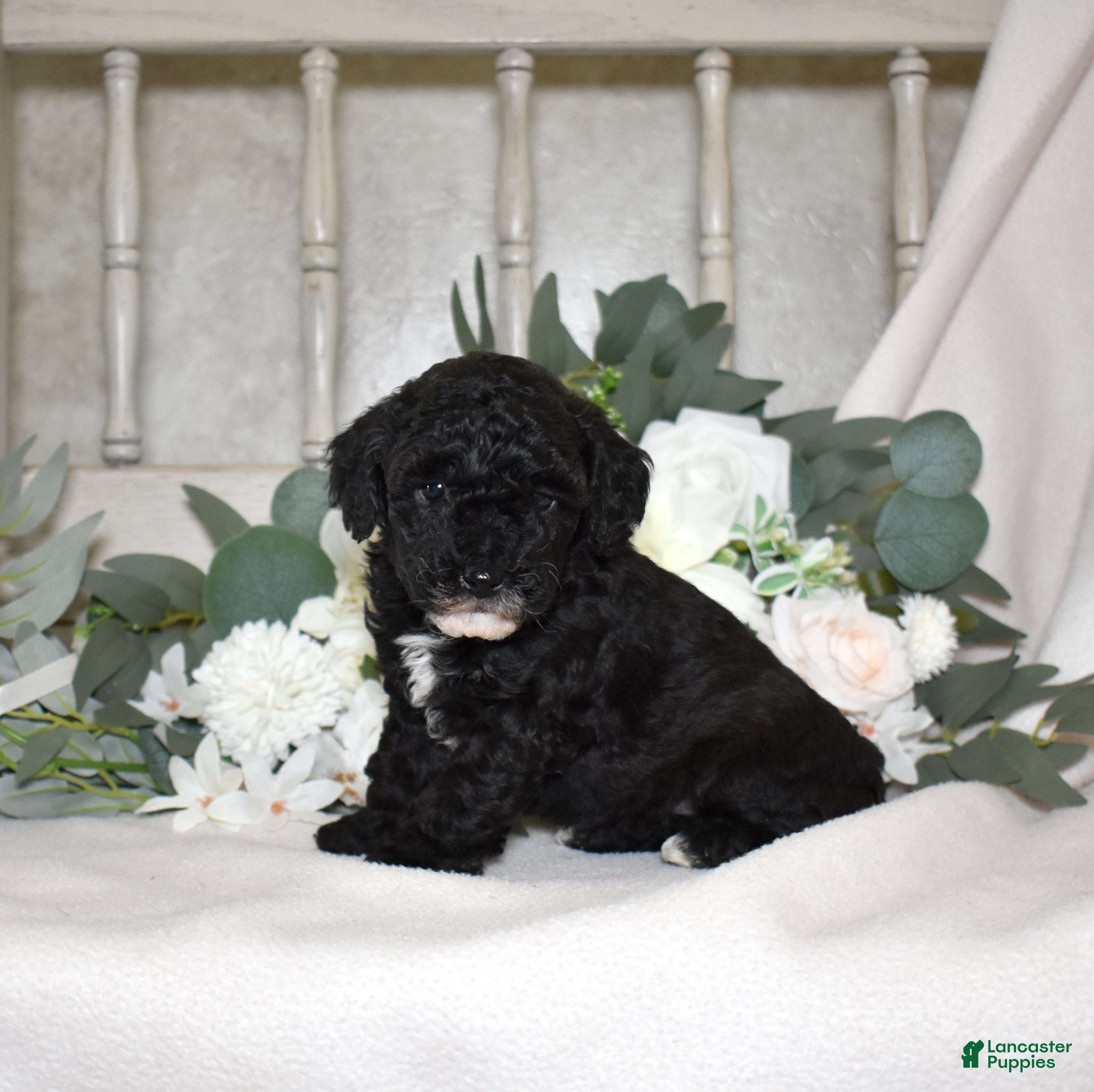 Miniature Poodle dogs Jasper  - Ad 2