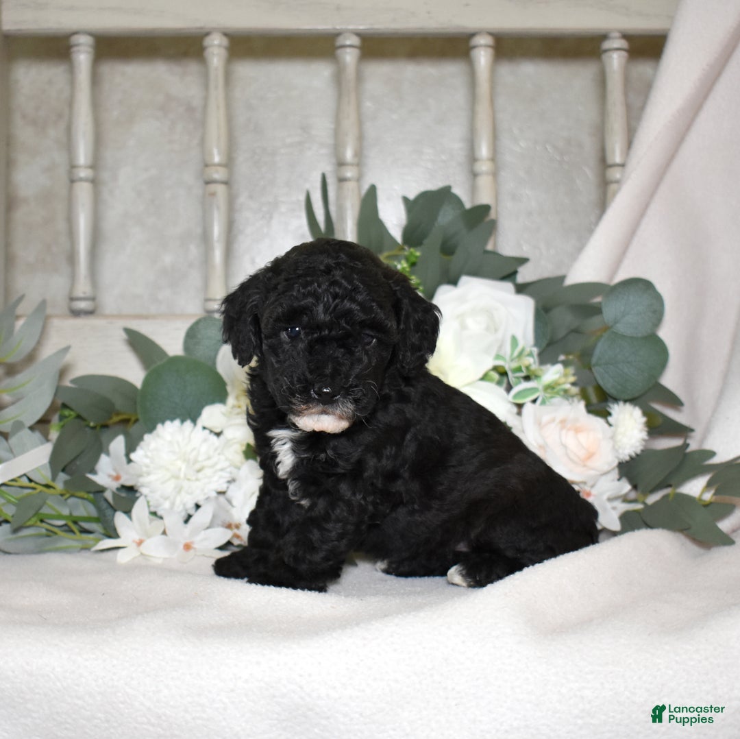 Miniature Poodle dogs for sale: Jasper  - Ad 2