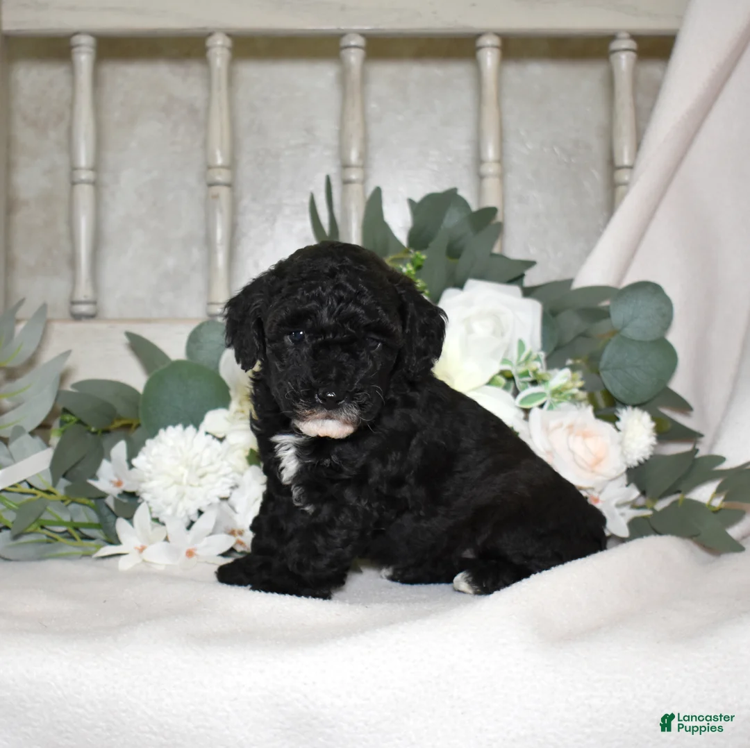 Miniature Poodle dogs for sale: Jasper  - Ad 2