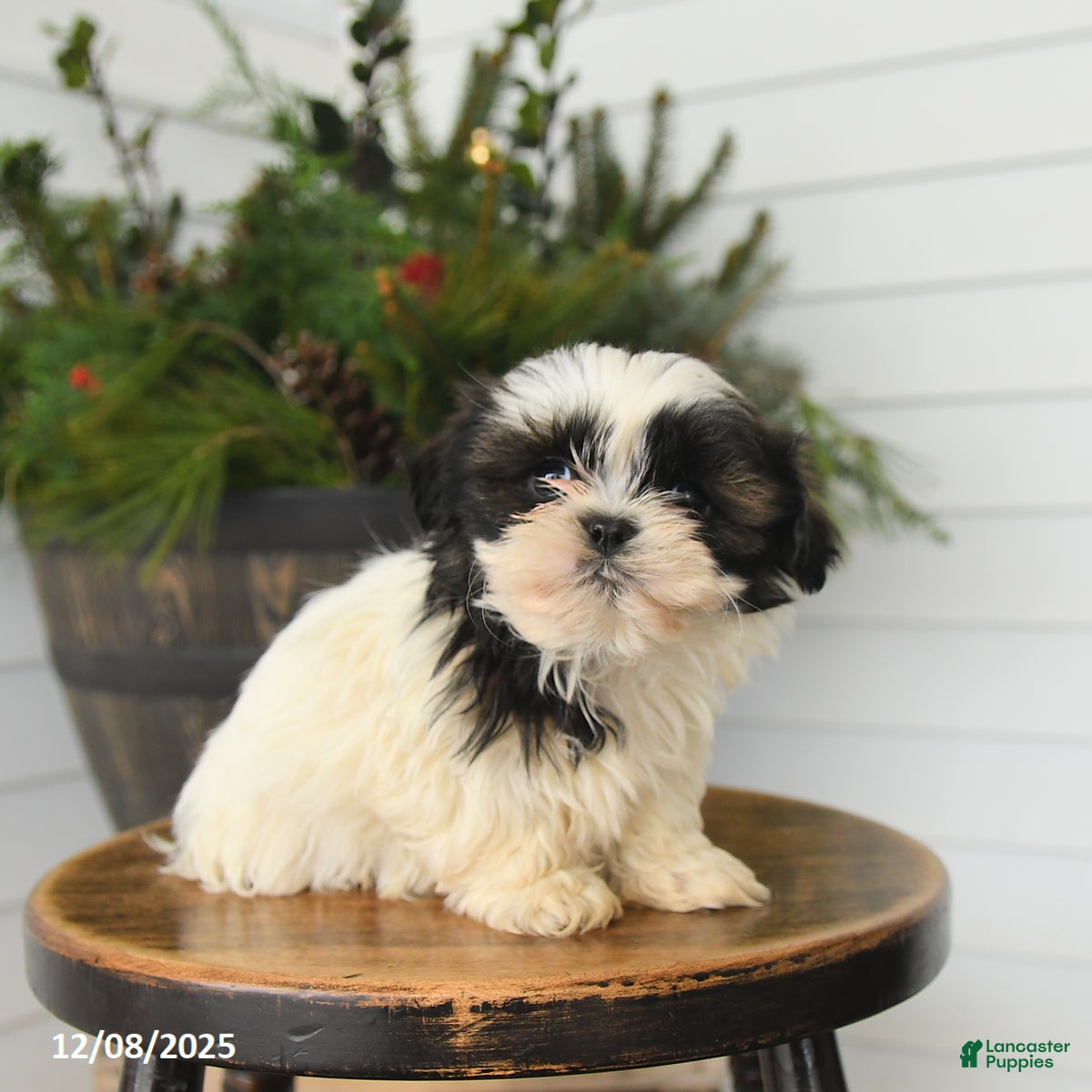 Shih Tzu dogs Mocha - Ad 12