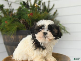 Shih Tzu dogs Mocha - Ad 9