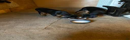 Doberman Pinscher dogs for sale: Doberman Pinscher Puppy 4 - Ad 9
