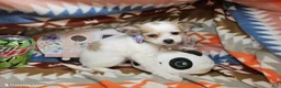 Chihuahua dogs for sale:  Rachelle (semi-long coat) - Ad 3