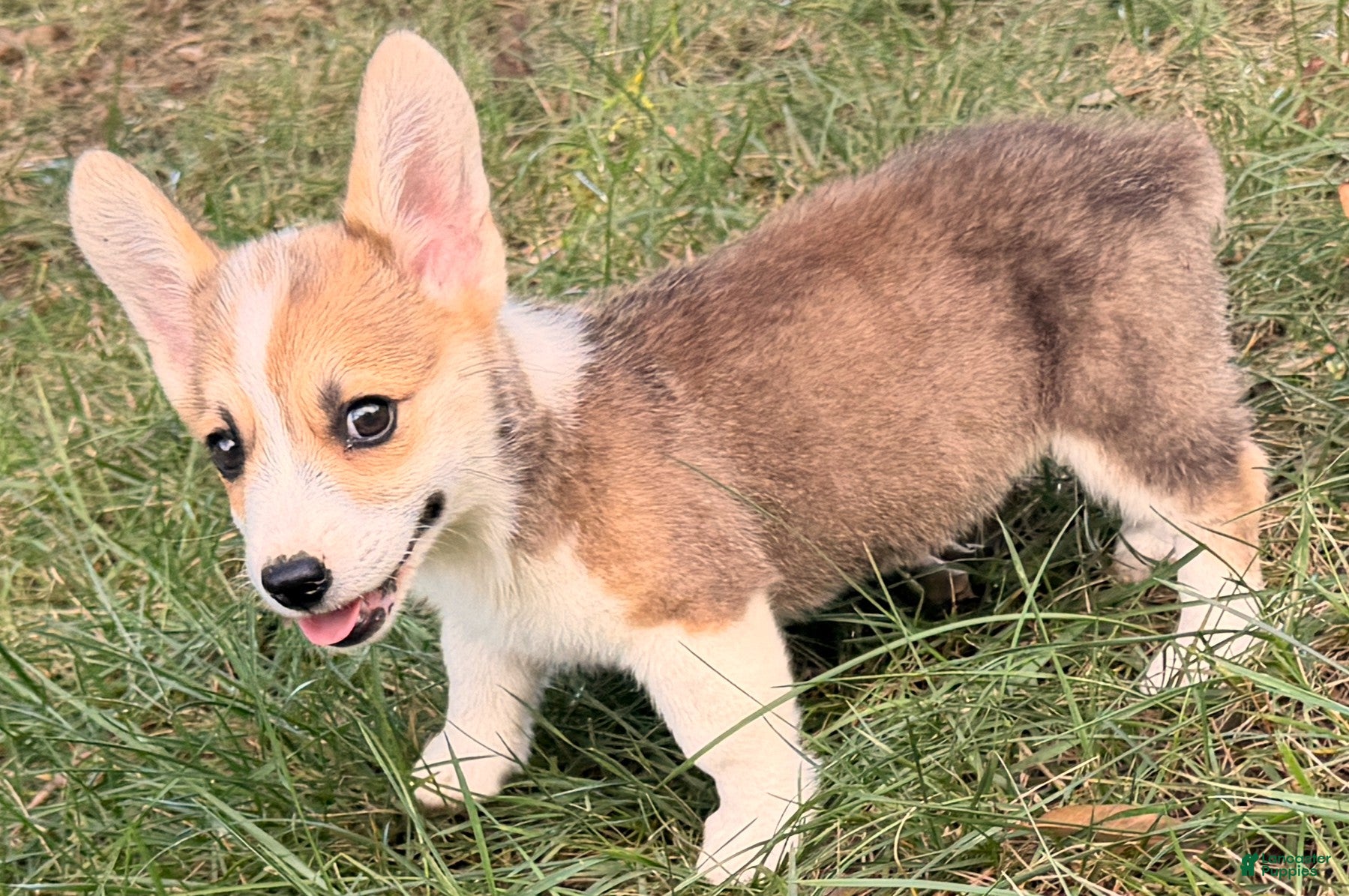 Welsh Corgi Pembroke dogs for sale: Tucker - Ad 1