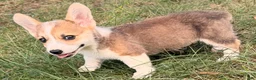 Welsh Corgi Pembroke dogs for sale: Tucker - Ad 3