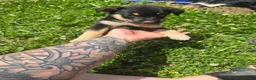 Mixed Breed dogs for sale: Mj - Ad 5