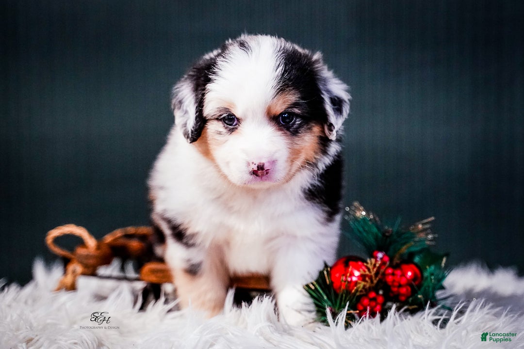 Miniature Australian Shepherd dogs for sale: Drew - Ad 2