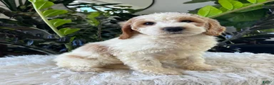 Dottie