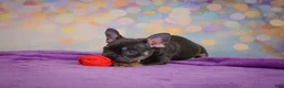 French Bulldog dogs for sale: Brutus - Ad 4