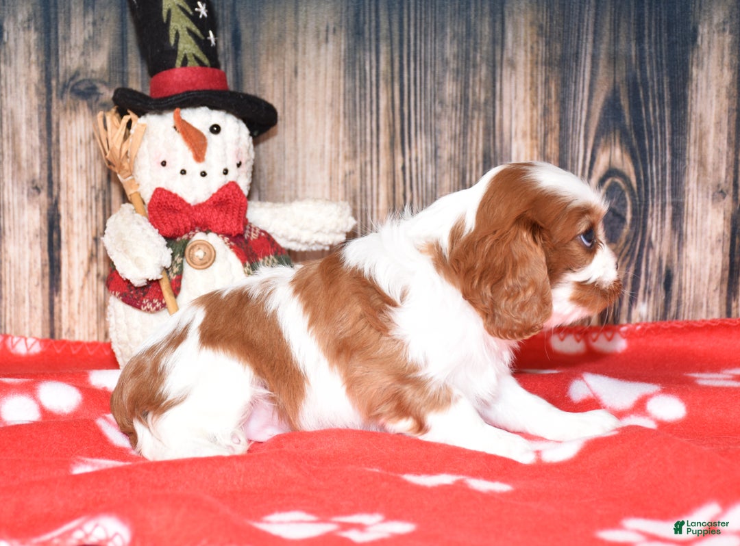 Cavalier King Charles Spaniel dogs for sale: Bryer - Ad 3