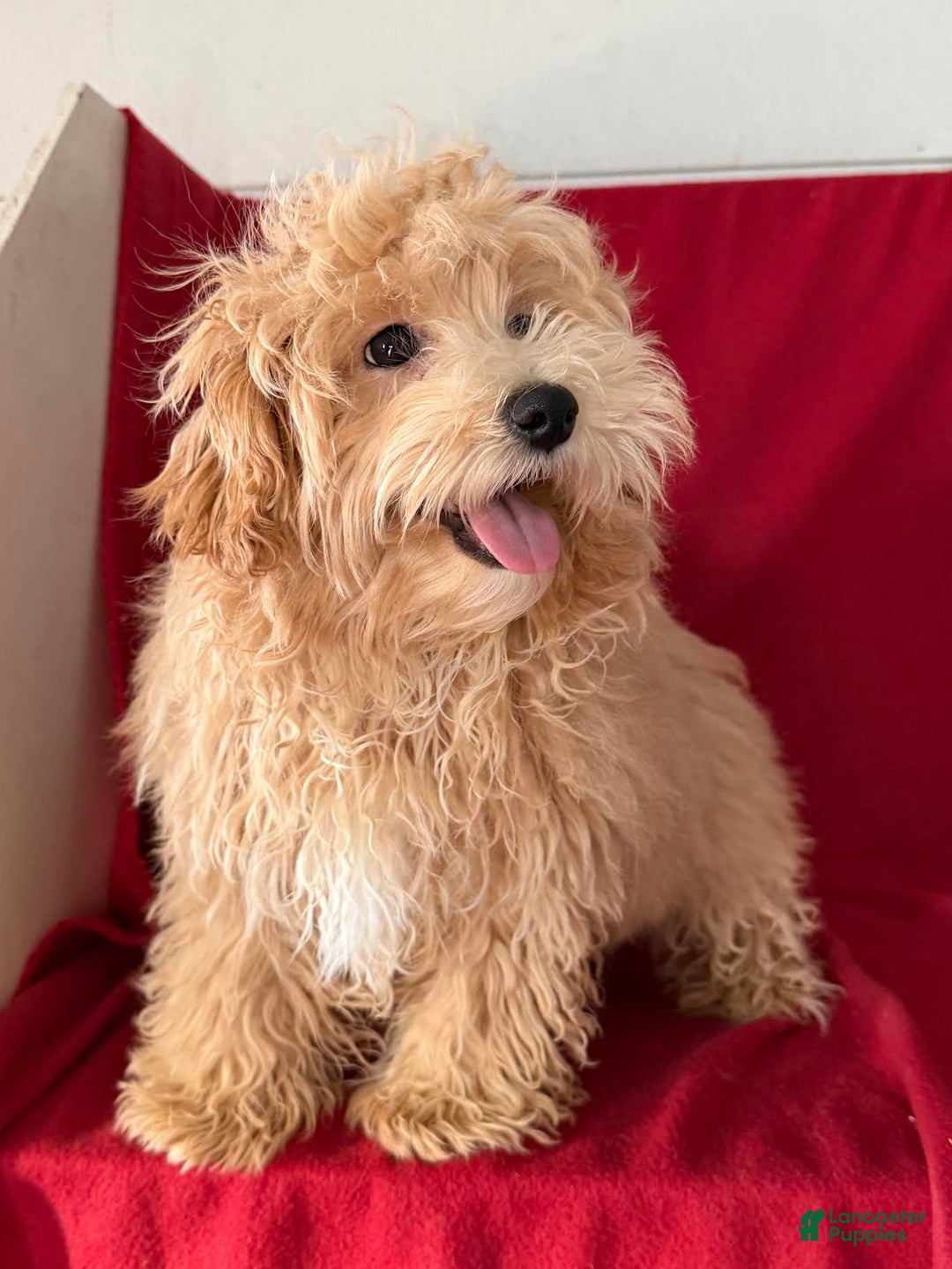 Maltipoo dogs for sale: Bently - Ad 4