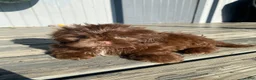 Shih Tzu dogs for sale: Tucker - Ad 8
