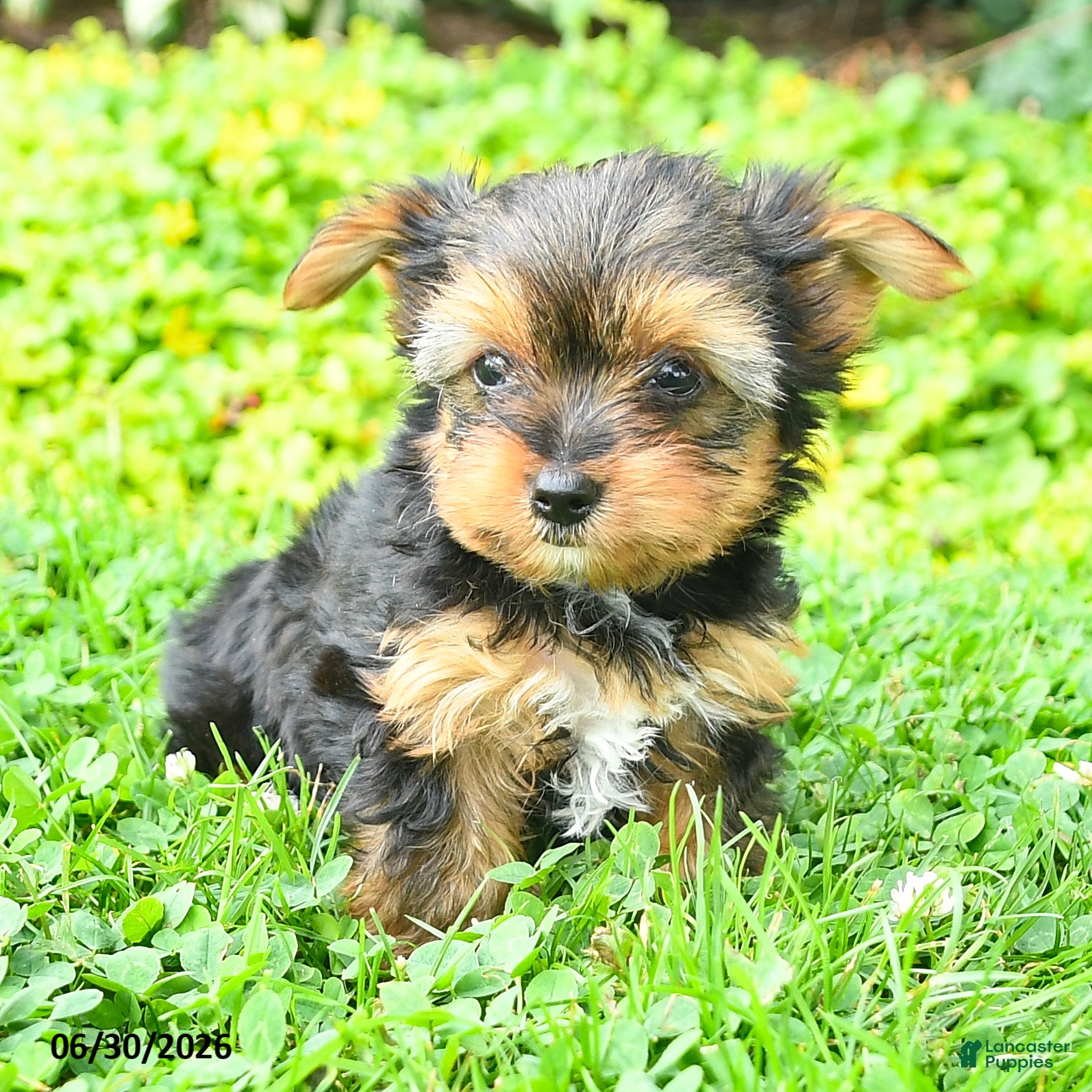 Yorkshire Terrier dogs Buddy - Ad 1