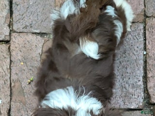 Chinese Crested dogs - Ad 2