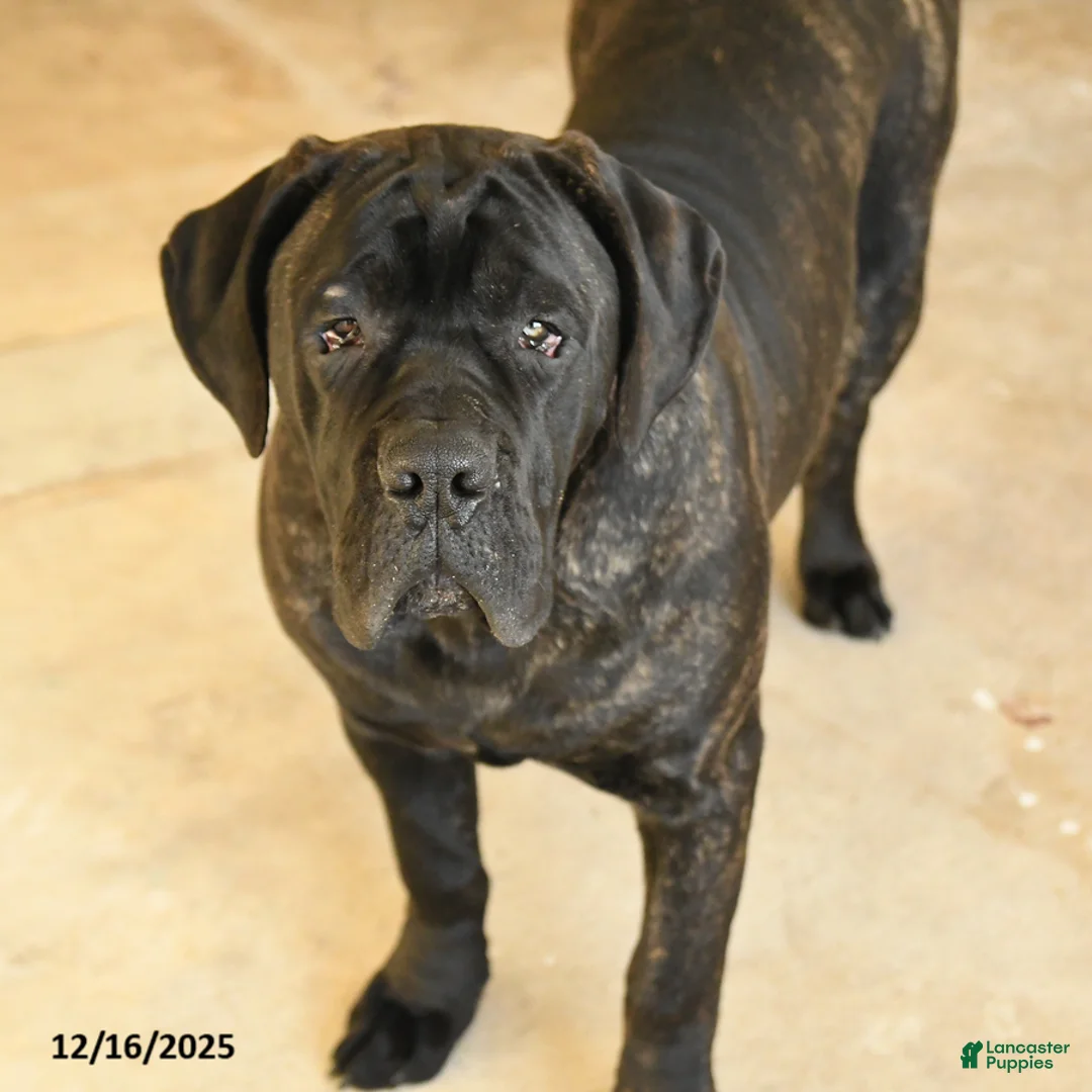 Cane Corso dogs for sale: Rockford - Ad 5