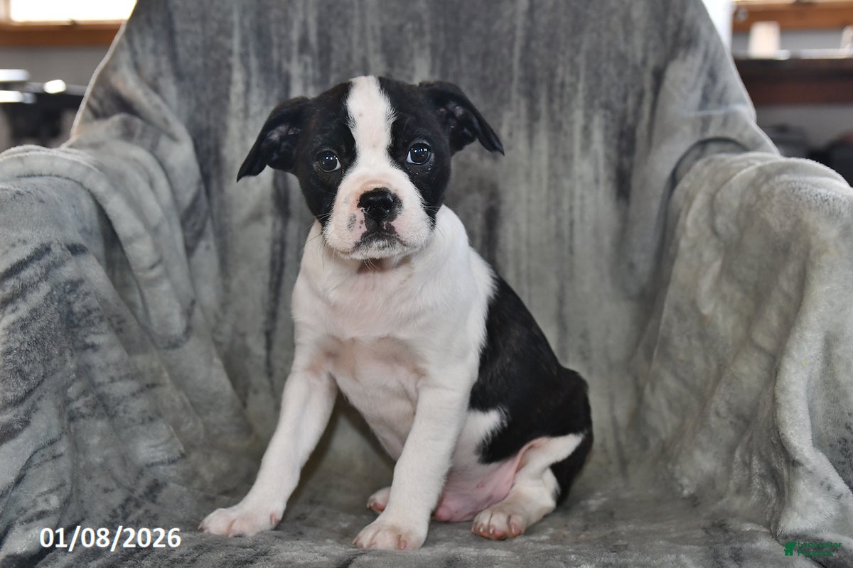 Mixed Breed dogs Snickers - Ad 42