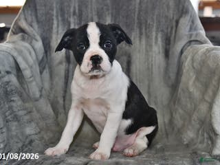 Mixed Breed dogs Snickers - Ad 42
