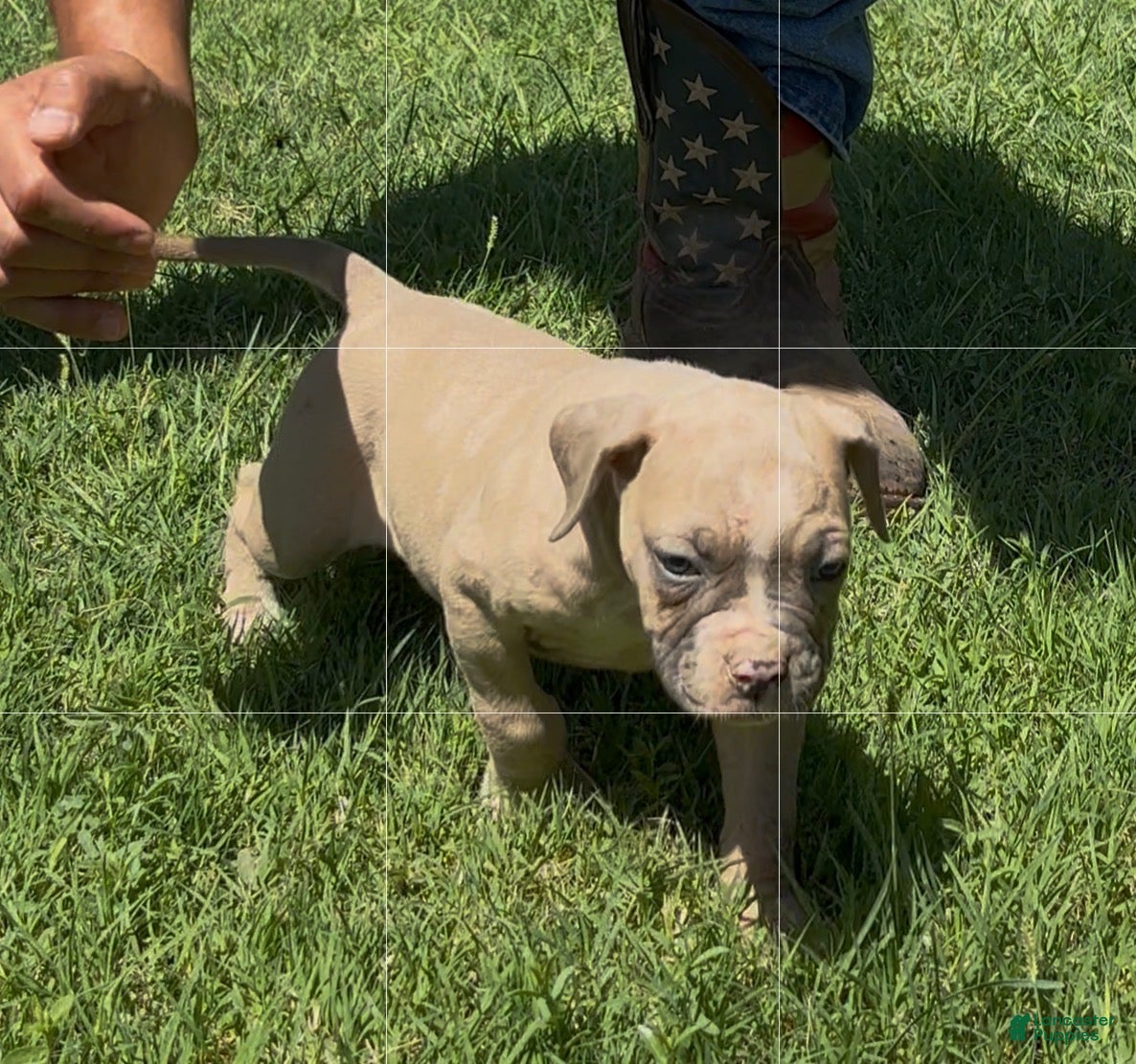 American Bulldog dogs for sale: Girl 2 - Ad 1