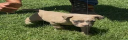 American Bulldog dogs for sale: Girl 2 - Ad 1