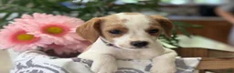 Mixed Breed dogs for sale: Queenie - Ad 4