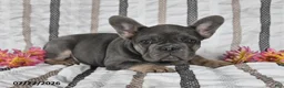 French Bulldog dogs for sale: Ollie  - Ad 5