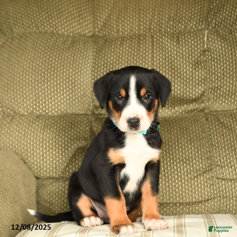 Greater Swiss Mountain Dog dogs Rusty - Ad 6