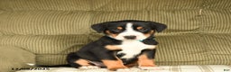 Greater Swiss Mountain Dog dogs for sale: Rusty - Ad 1