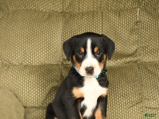 Greater Swiss Mountain Dog dogs Rusty - Ad 8