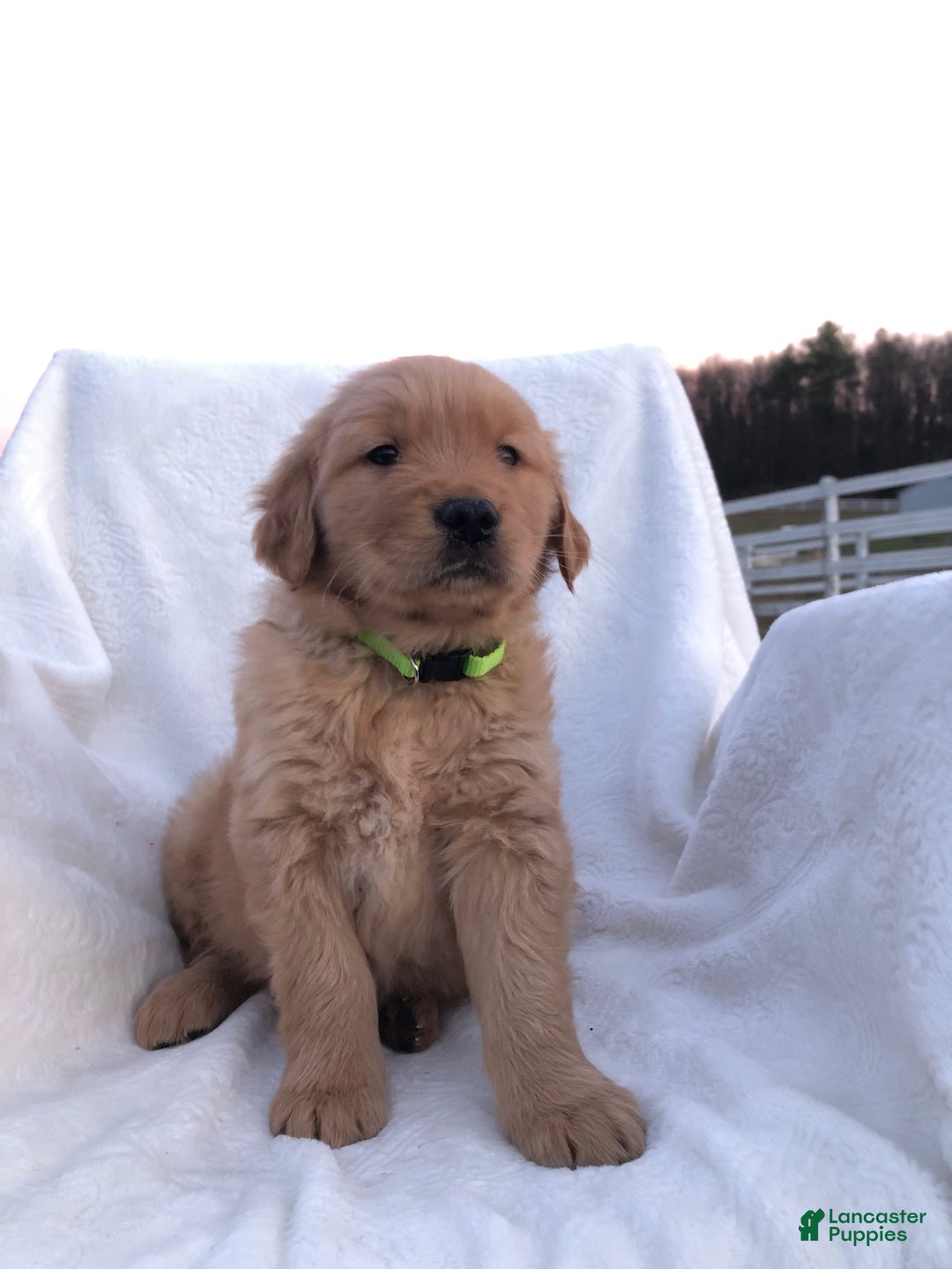 Golden Retriever dogs for sale: Roo - Ad 1