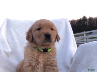 Golden Retriever dogs Roo - Ad 38