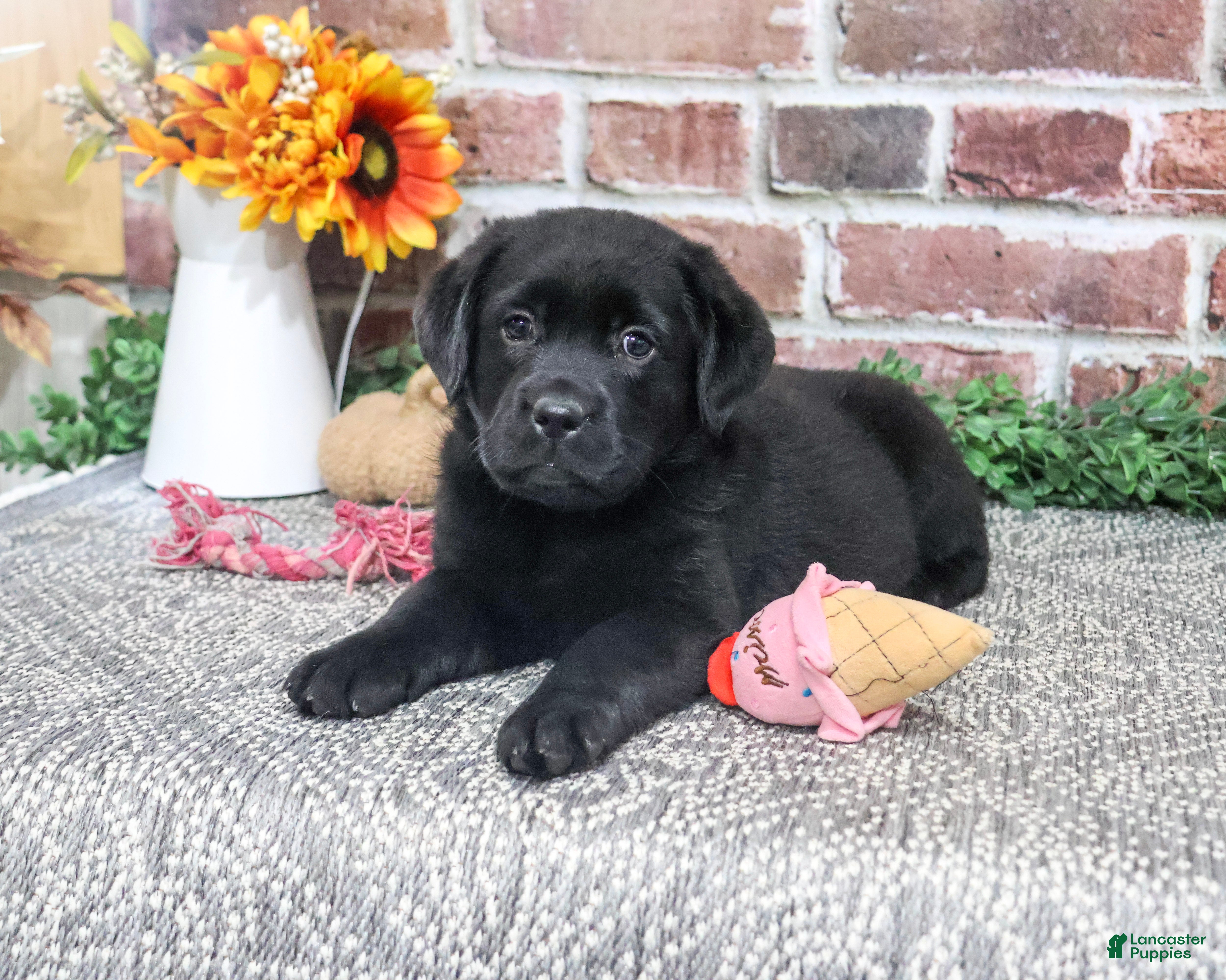 Labrador Retriever dogs Amber - Ad 23