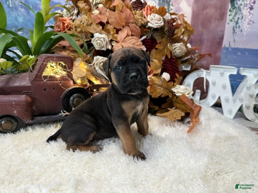 Cane Corso dogs Grace - Ad 1
