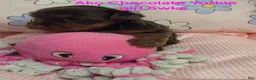 Yorkshire Terrier dogs for sale: Yorkshire Terrier  female 1 - Ad 3