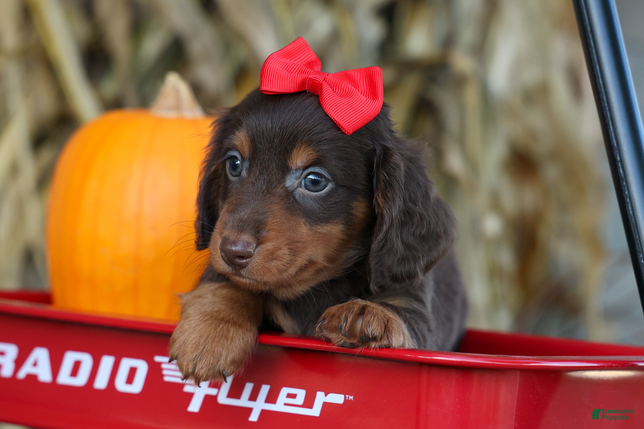 Miniature Dachshund dogs  Zane 🦴 - Ad 2