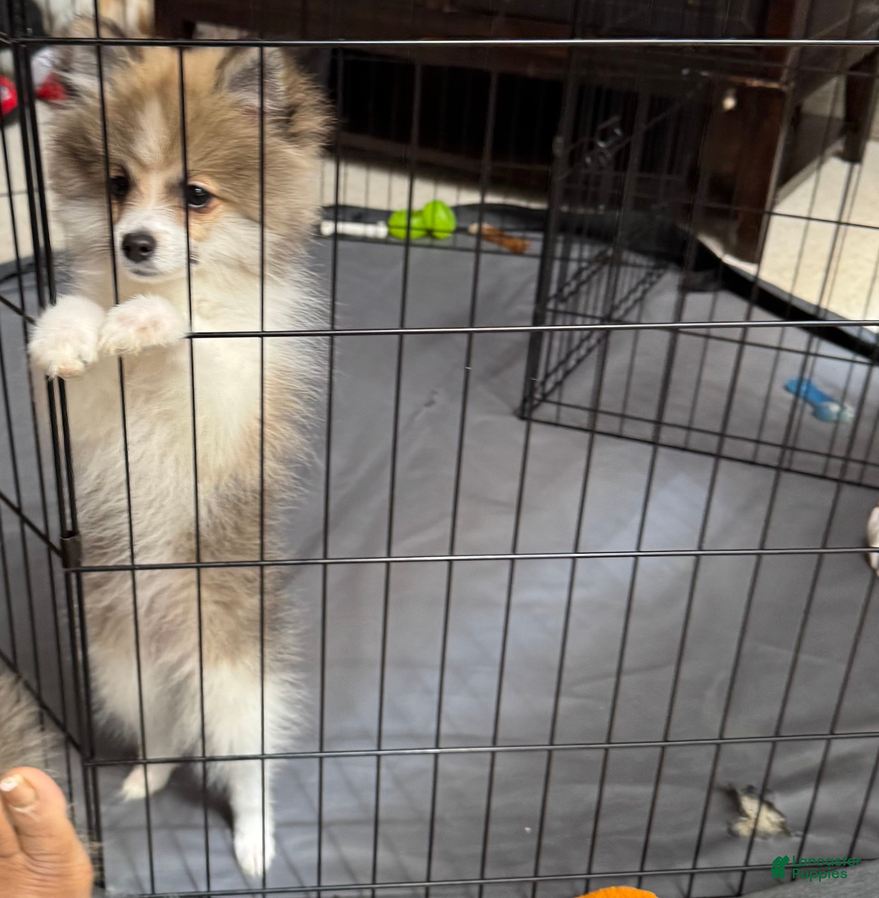Pomeranian dogs Pomeranian 4 - Ad 5