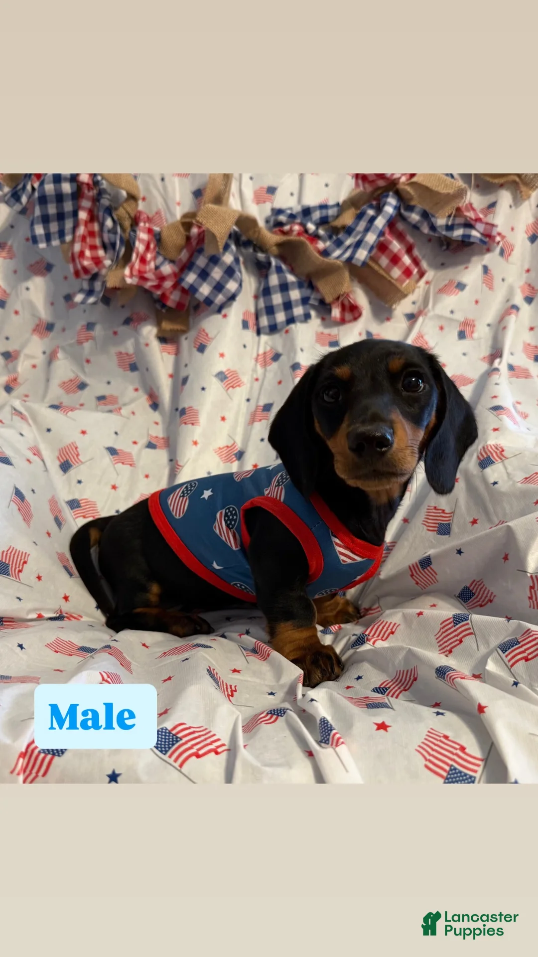 Miniature Dachshund dogs for sale: Miniature Dachshund 3 - Ad 1